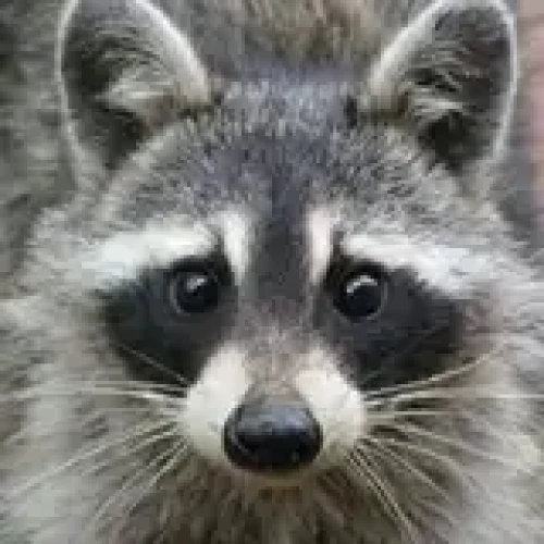21CenturyRaccoon