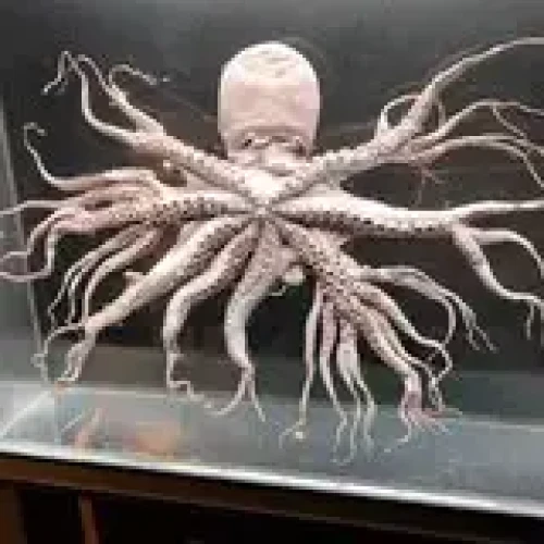 dakumasa