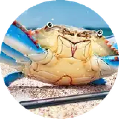 krabby