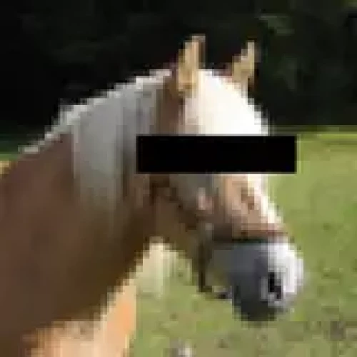 Neighzorr